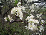 Lào Cai: trắng trời hoa mận Tam Hoa